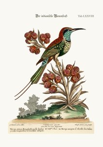 The Indian Bee-Eater, 1749-73